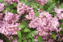 Żylistek Tourbillon Rouge Deutzia magnifica 1l