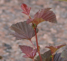 Pęcherznica kalinolistna Lady In Red Physocarpus opulifolius 1l