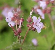 Bodziszek korzeniasty Geranium macrorrhizum 0,5- 1l