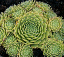 Rojnik Green Sempervivum