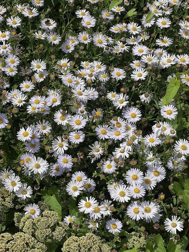 Aster letni Kalimeris wciętolistna Madiva Kalimeris incisa