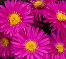 Aster nowobelgijski Neron Aster novi- belgii 