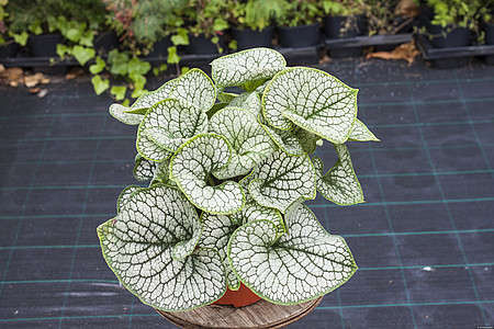 Brunnera wielkolistna Sea Heart Brunnera Macrophylla 1l