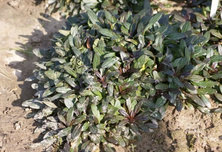 Dąbrówka rozłogowa Chocolate Chip Ajuga Reptans