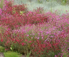 Goździk kropkowany C. czerwony Dianthus deltoides 9