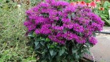Pysznogłówka Purple Lace Monarda didyma