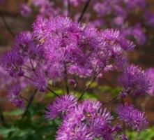 Rutewka Orlikolostna Black Stockings Thalictrum Aqulegiifolium