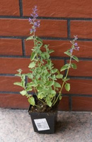 Kocimiętka Fasena Snowflake Nepeta Faassenii