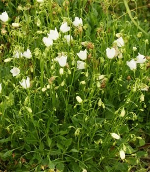 Dzwonek drobny White Campanula cochlearifolia 