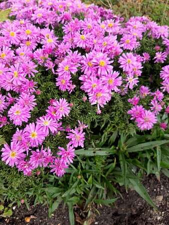 Aster Wood's Pink Aster hybrida 1l 