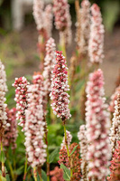 Rdest Darjeeling Red Persicaria affinis 1l