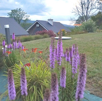 Liatra Kłosowa Liatris Spicata 0,5 - 1l 