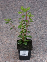 Enkiant Dzwonkowaty Enkianthus campanulatus 0,5 - 1l