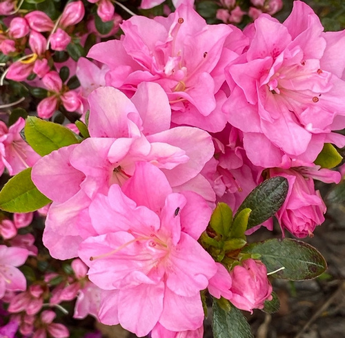 Azalia japońska Rokoko  Azalea japonicum 11