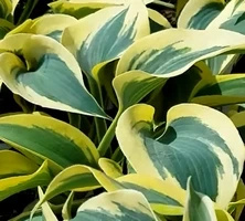Funkia Autumn Frost Hosta