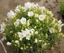 Dzwonek karpacki White Clips Campanula carpatica