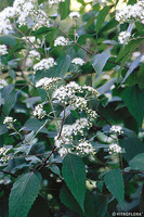 Sadziec purpurowy Chocolate  Eupatorium purpureum 9