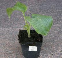 Funkia Jurassic Park Hosta