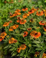 Dzielżan jesienny Short And Sassy Helenium autumnale