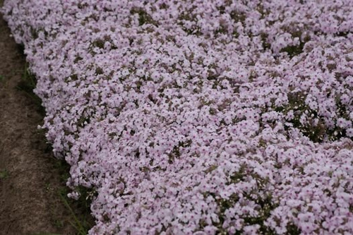 Floks szydlasty Amazing Grace Phlox subulata 9