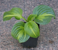 Funkia Emerald Charger Hosta 2l