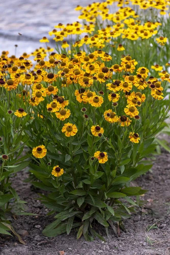 Dzielżan Carmen Helenium hybridum