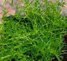 Karmnik ościsty Green Moos Sagina subulata 9