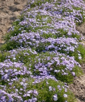 Floks Szydlasty Emerald Cushion Blue  Phlox subulata 9