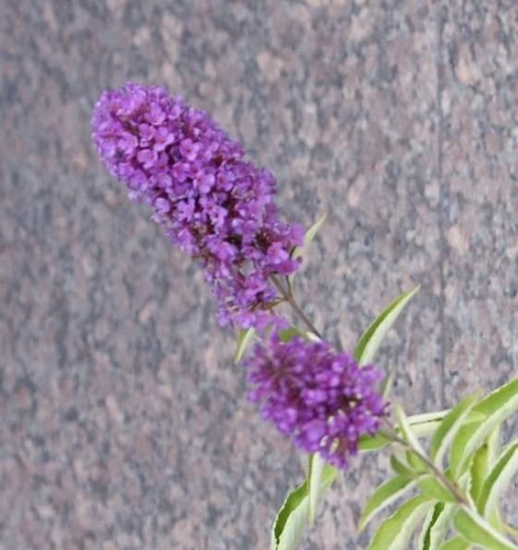 Budleja Free Petite Tutti frutti Buddleja hybryda1l