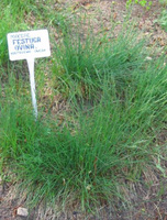 Kostrzewa owcza - Festuca Ovina