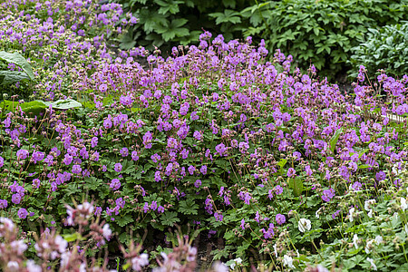 Bodziszek kantabryjski Karmina Geranium cantabrigiense 
