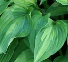 Funkia Elizabeth Campbell Hosta 1l