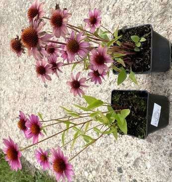 Jeżówka SunMagic Vintage Pink Echinacea