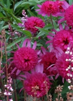 Jeżówka Southern Belle Echinacea