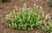 Kocimiętka Fasena Snowflake Nepeta Faassenii