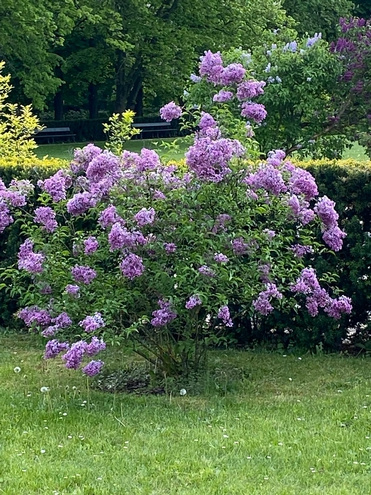 Lilak Meyera Palibin Syringa Meyeri 2l