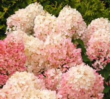 Hortensja bukietowa Queen Mini Bella Hydrangea paniculata 1l