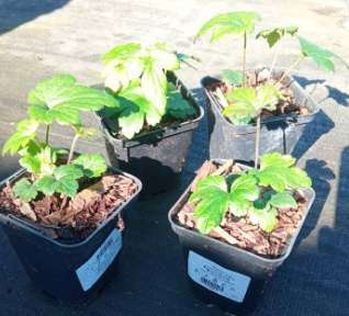 Zawilec Summer Breeze Baby Pink Anemone Hybrida