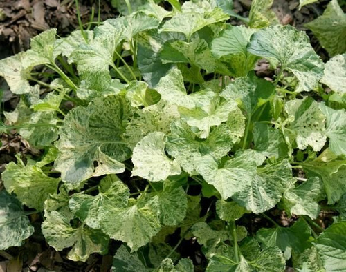 Fiołek motylkowaty Variegata Viola Soraria
