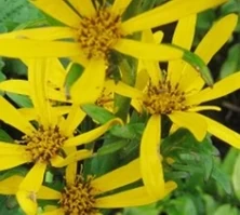 Języczka Hessego Gregynog Gold Ligularia x hessei 1l