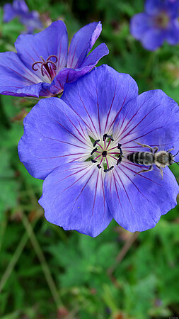 Bodziszek Rozanne Geranium hybrids