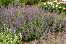 Kocimiętka Fasena Walker's Low Nepeta Faassenii 9