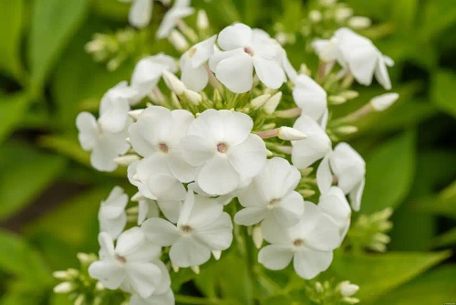 Floks, Płomyk David Phlox Paniculata