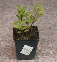 Hortensja bukietowa Phantom Hydrangea Paniculata 1l