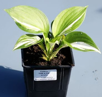 Funkia Fire & Ice Hosta 1l