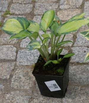 Funkia June Hosta 1l