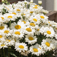 Złocień Wielki Sweet Daisy Jane Leucanthemum Maximum 9