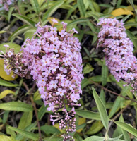 Budleja Dawida Pink Cascade Buddleja Davidii 1l