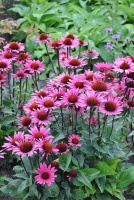 Jeżówka Fatal Attraction Echinacea