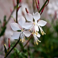Gaura Whirling Butterflies Gaura lindheimeri